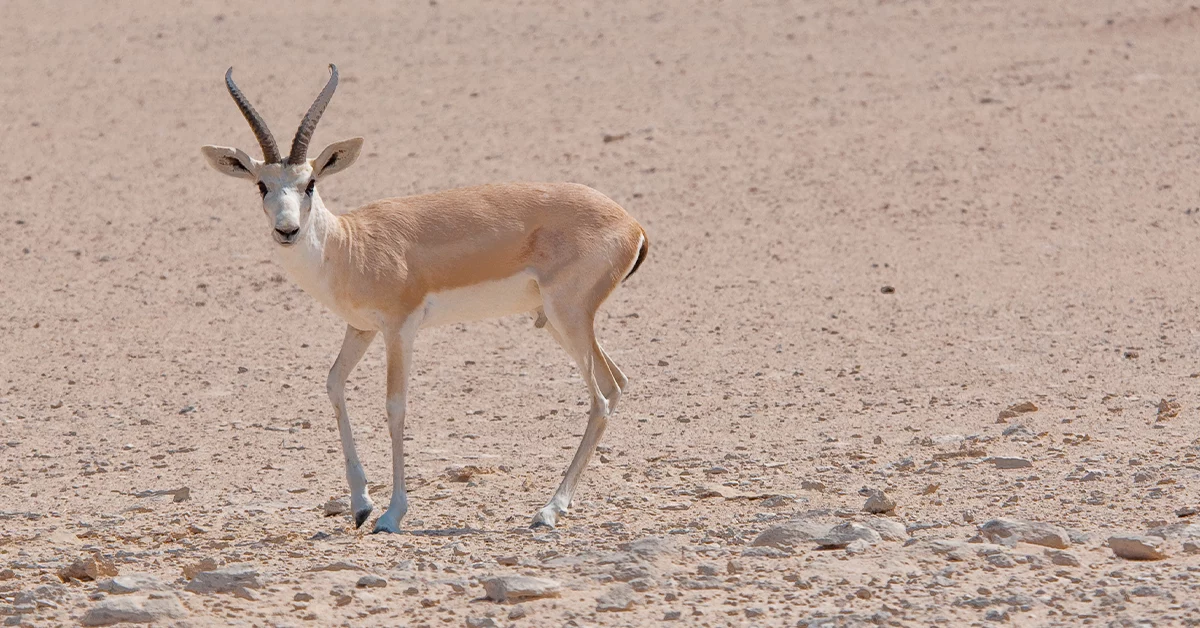 Things to do at al futaisi island abu dhabi
