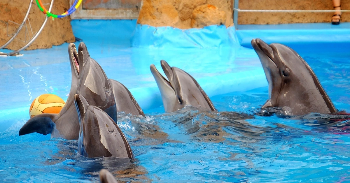 dolphin bay dubai activities
