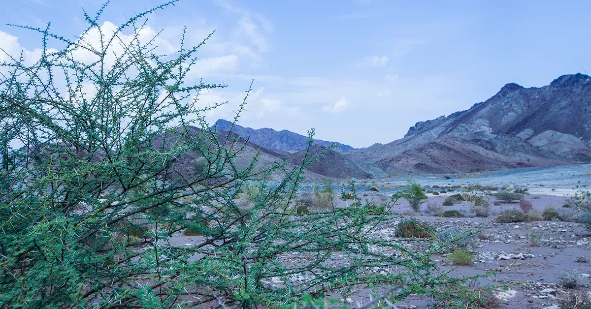 Hatta Lake Masfout
