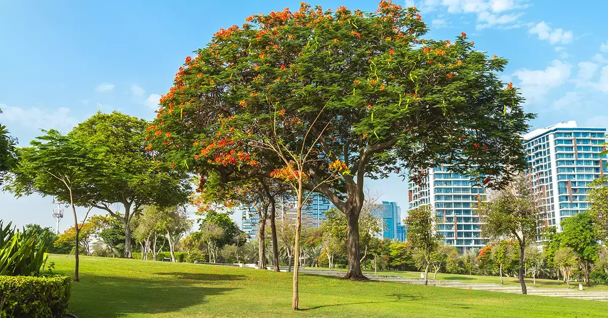 Park in Bu tina