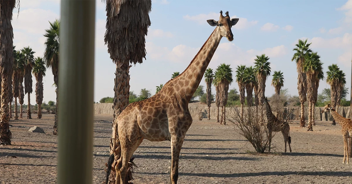 Sharjah Safari park near al gharayen