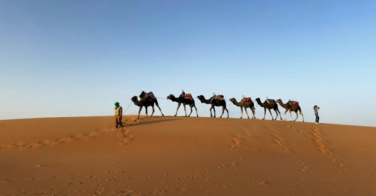 Camels in Abu dhabi’s desert