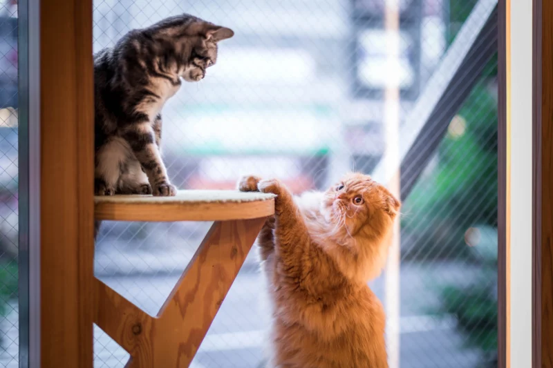  two cats playing in cat cafés Dubai
