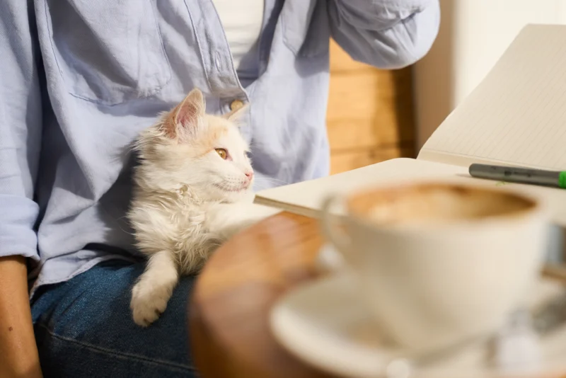 man sitting with a cat to show the best cat cafés Dubai