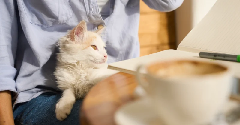 Young smiling woman in cafe with cute small cat sitting at table with laptop in a cat cafe.