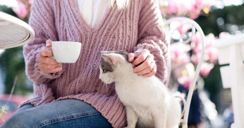 Young woman is drinking coffee and stroking cat in a cat cafe.