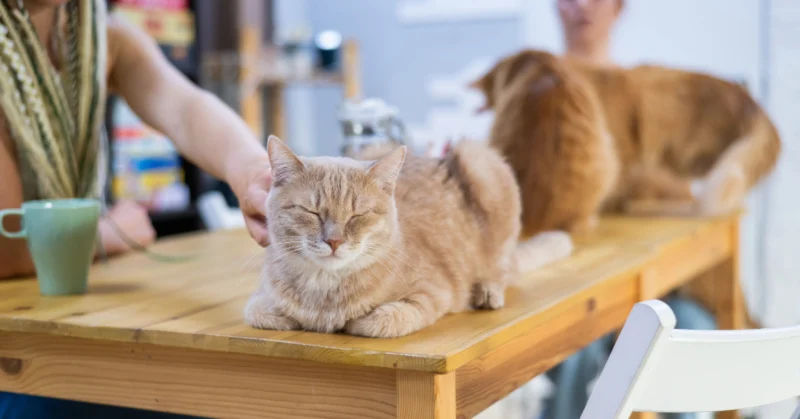 Cat sitting on a table in a Cat Cafe