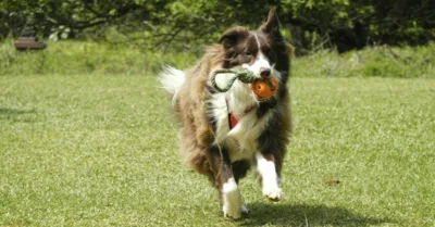 Dog running in a the JBR dog park with a ball in its mouth