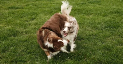 Dogs playing on the jlt dog park