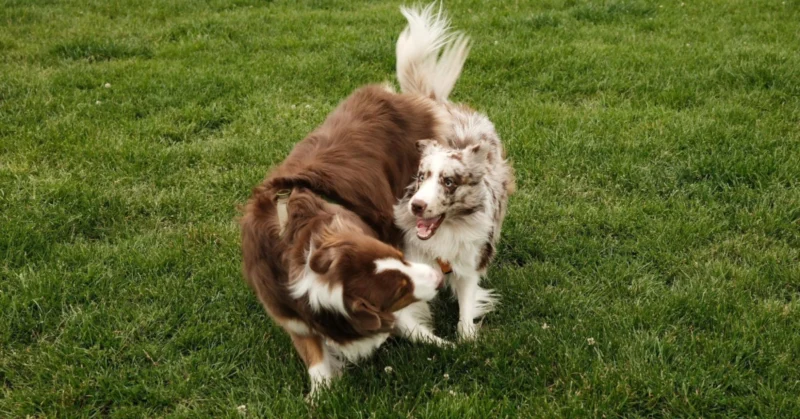 Dogs playing on the jlt dog park