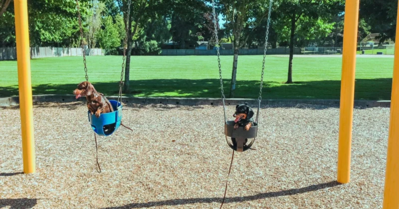 dogs on a swing in a JVT dog park