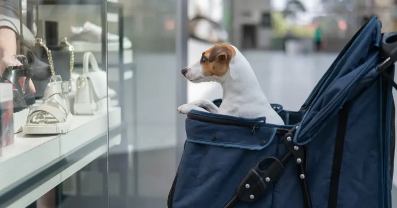 Pet-friendly environment