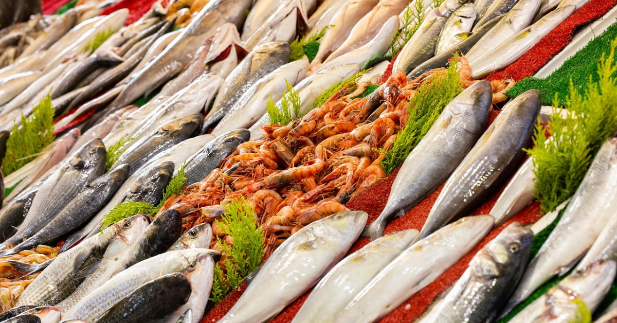 fish in Sharjah fish market