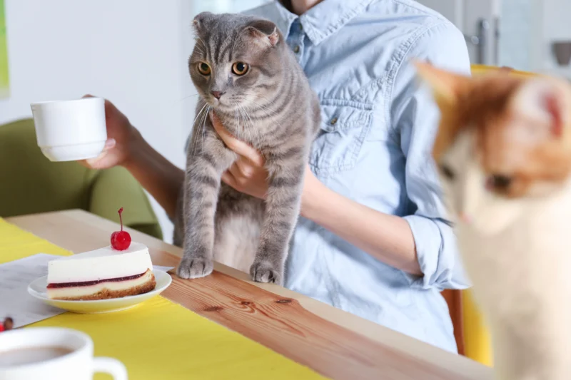 cat cafés Dubai