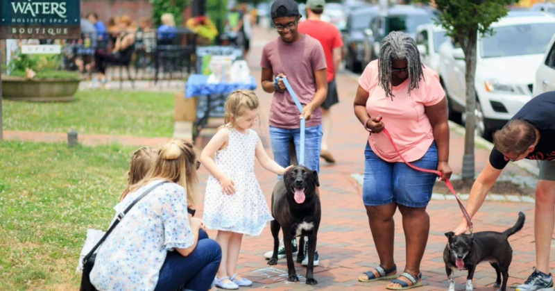 people playing with dogs in a dog park