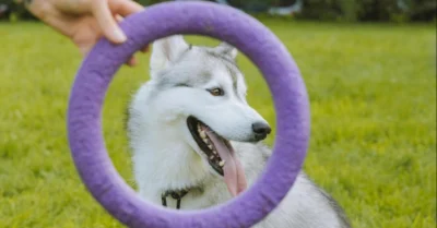 dog through a hoop in the the greens dog park