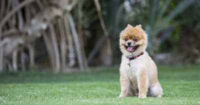 pomeranian dog in a dog park to show the overview of dog parks in JVT
