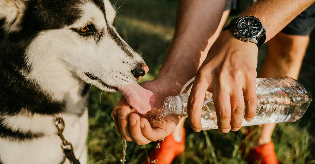 Dog drinking in a park