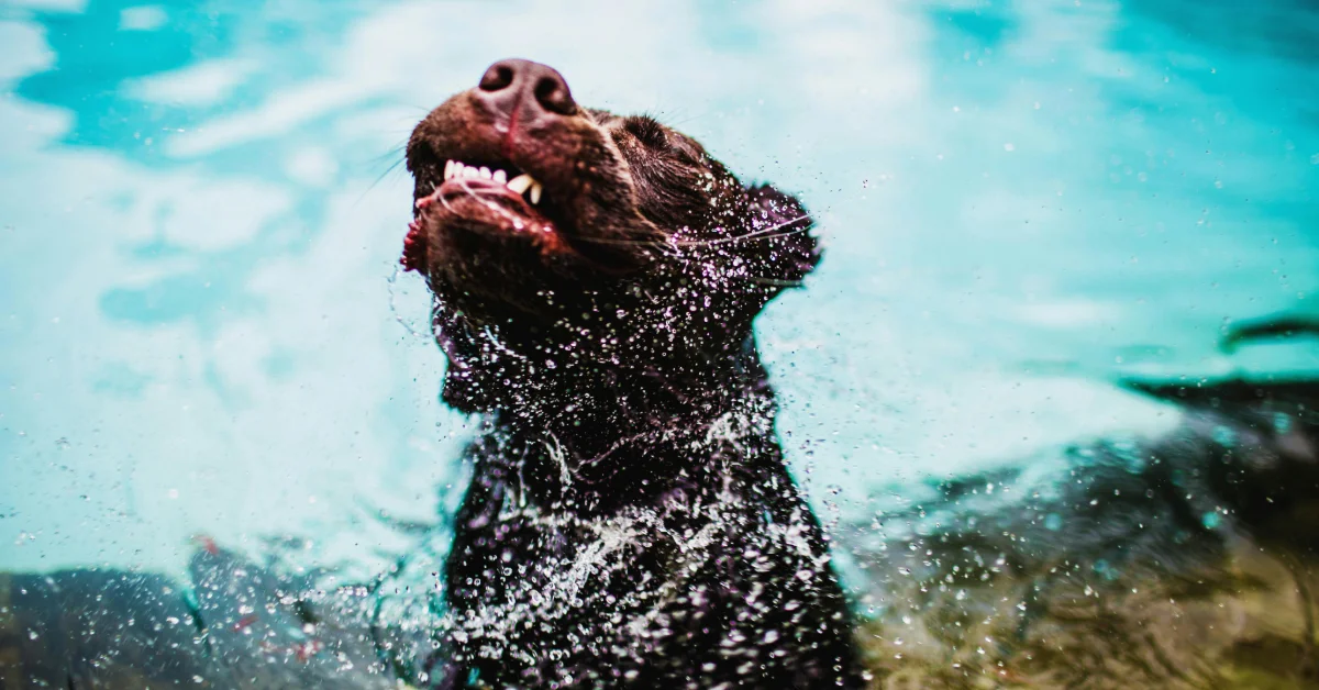 dog in a swimming pool