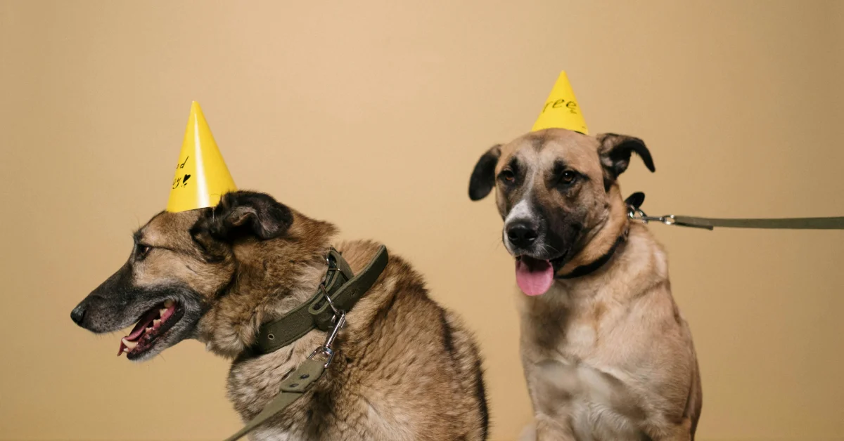 Dogs birthday