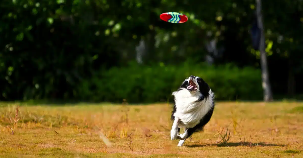 Small dog playing in a park