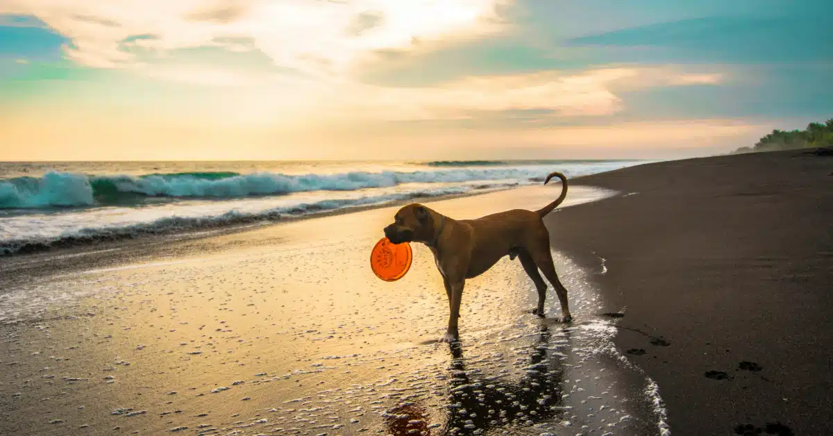 Top pet-friendly beaches in Abu Dhabi