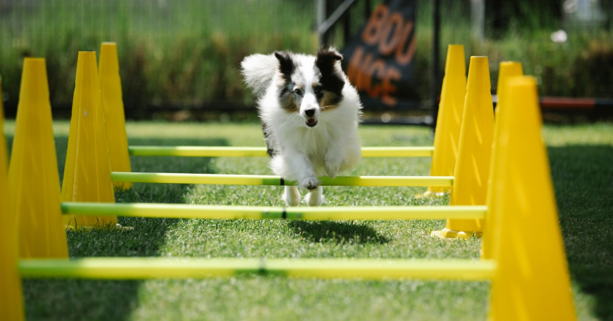 Agility pet park