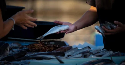 Fish being sold in Al Karama fish market