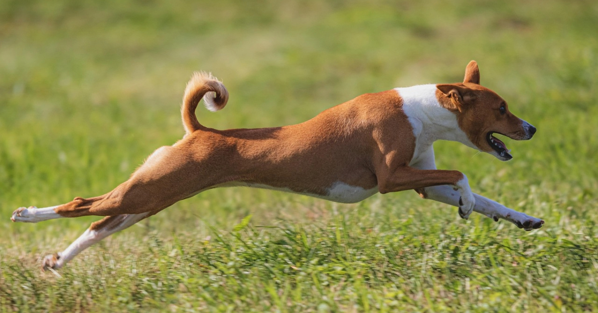 Dog playing in a park