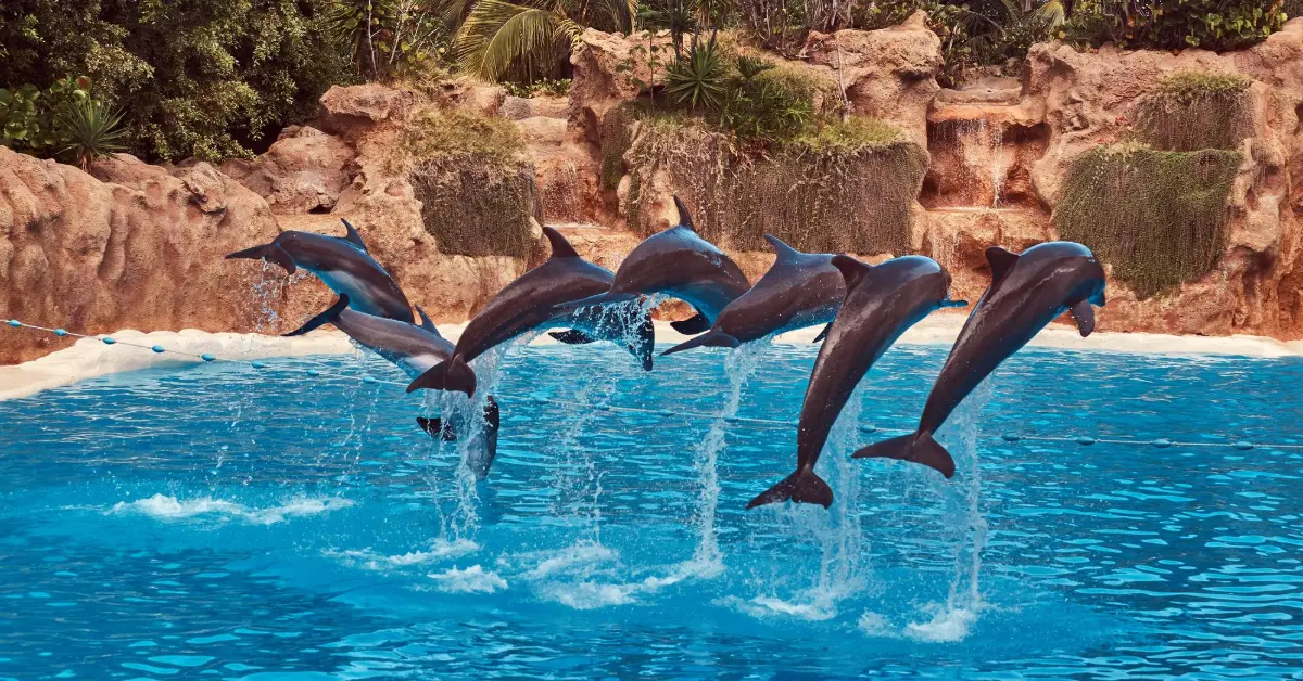 Dolphins park Dubai UAE