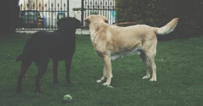 Indoor Dog Parks in Dubai