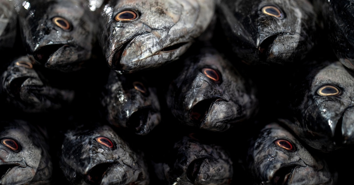 Fishes in a fish market