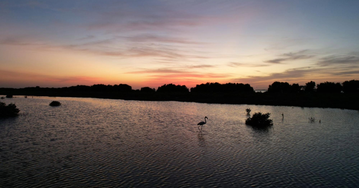 Flamingos at sunset in Khor Al Beidah