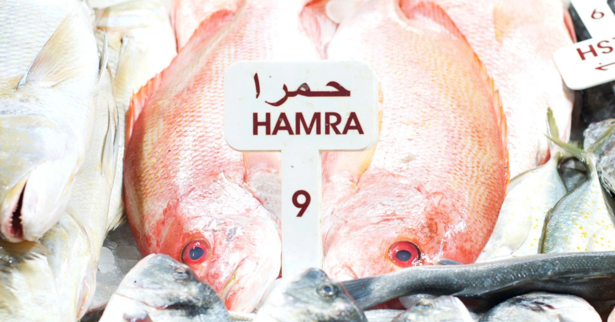 Hamra fish