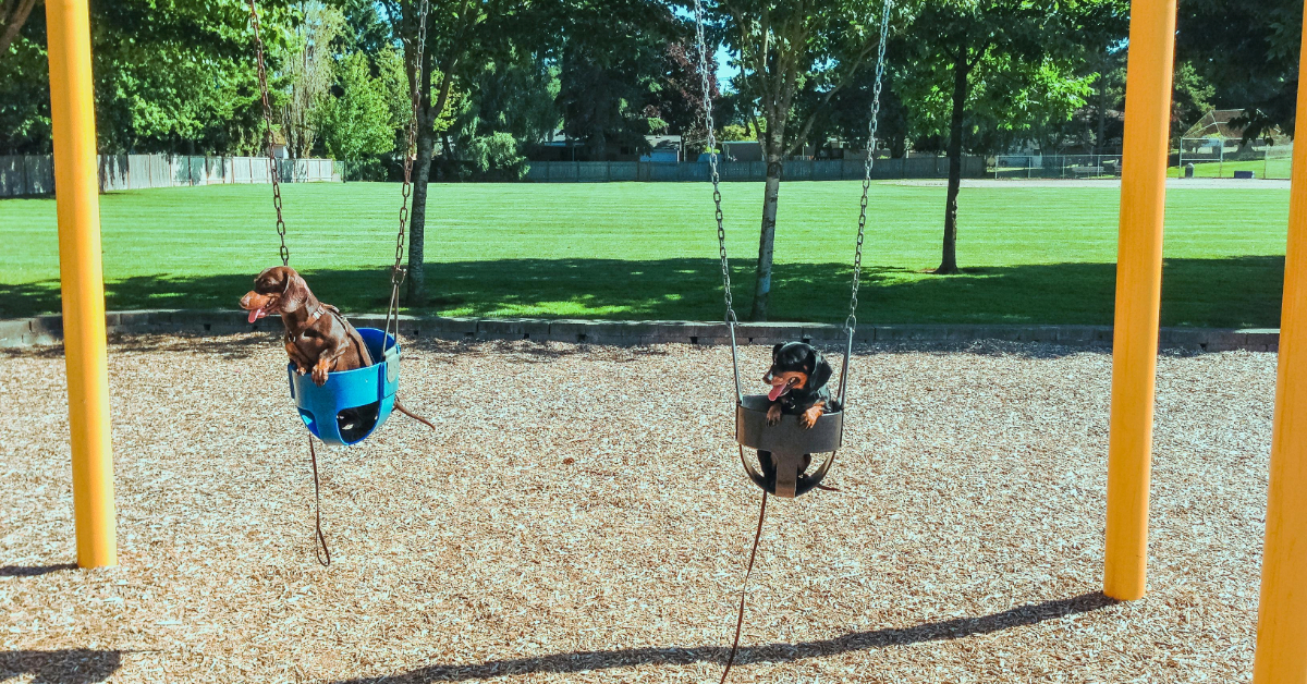 Dogs playing in a park