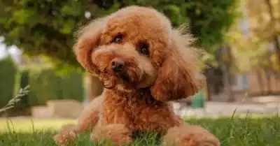 BarkPark