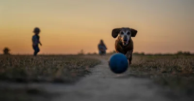 dog playing in a dog park in jvc with a ball
