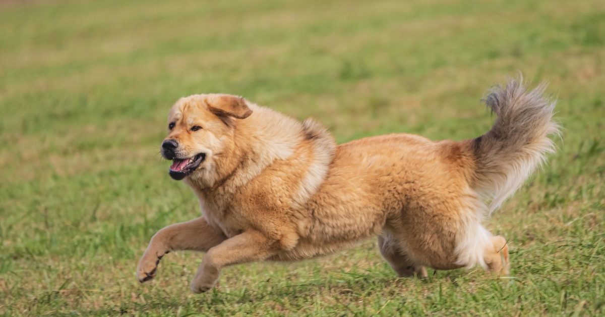 dog playing in the park