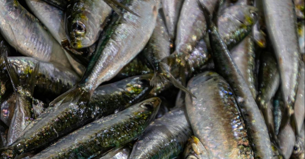 fish in the fish markets in RAK
