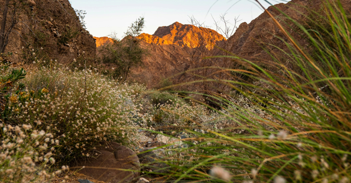 A winding desert trail surrounded by rocks and sparse vegetation under a clear blue sky