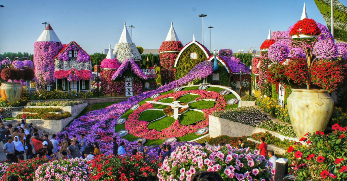 Miracle Garden filled with thousands of vibrant, fully bloomed flowers