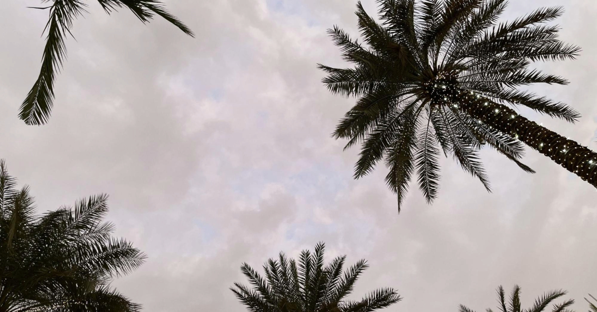 Palm trees in daylight