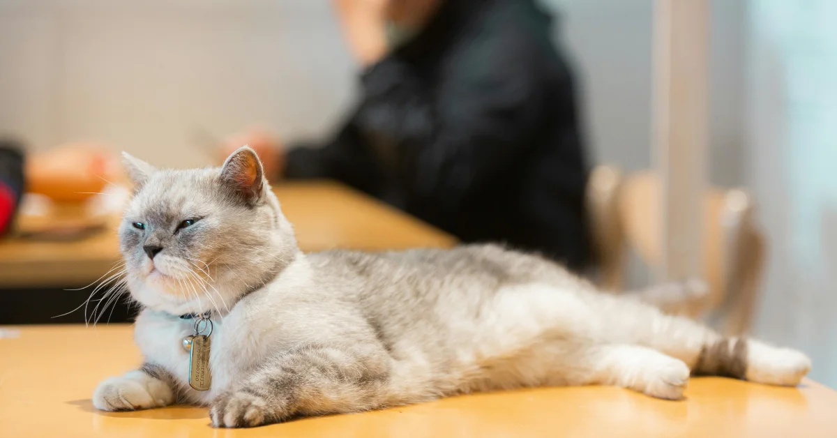 صورة توضح كافيه قطط في دبي يتيح لك التفاعل مع القطط في بيئة نظيفة وآمنة