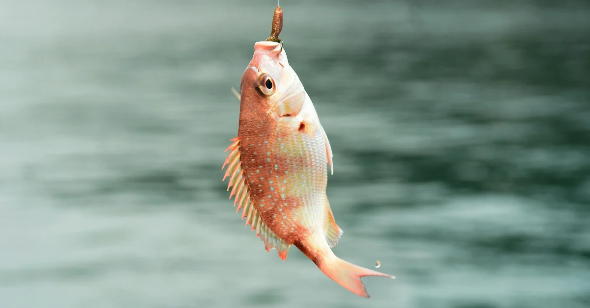 صيد السمك في دبي