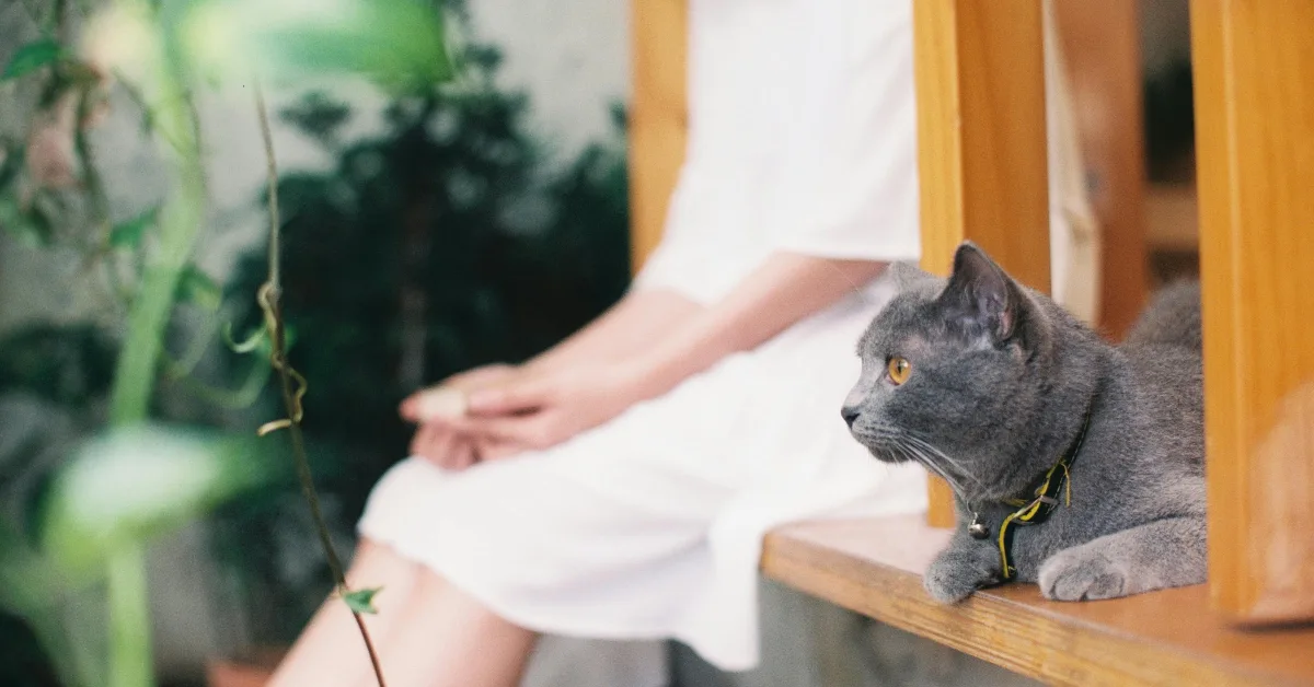 مقهى القطط في عجمان