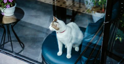 صورة توضح القطط الأليفة في مقهى القطط في عجمان