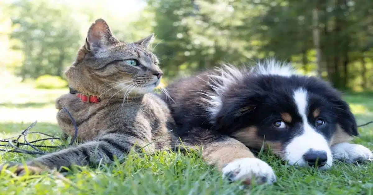 A cat and a dog sitting on the grass together
