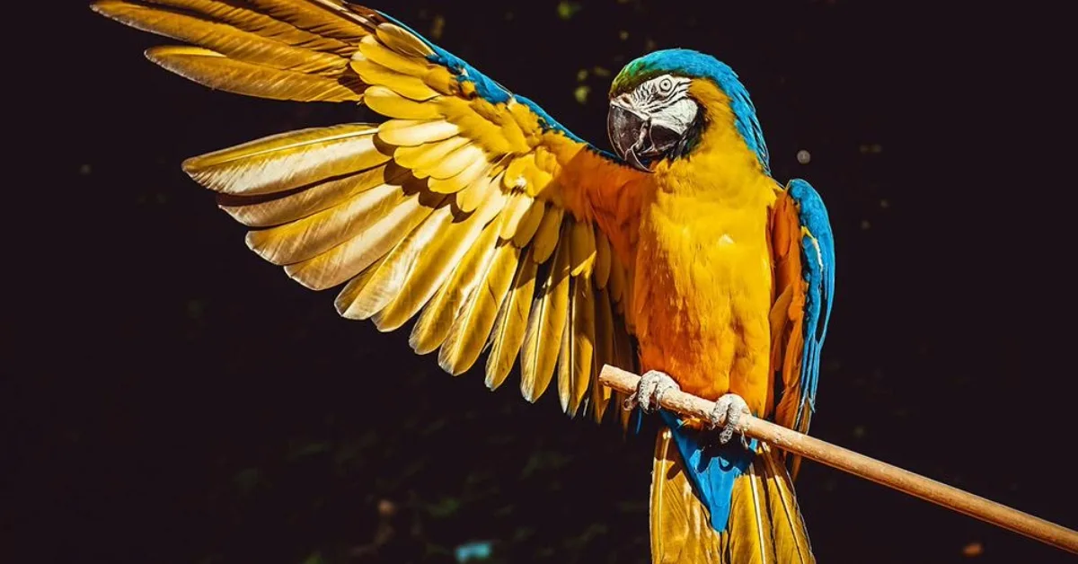 Amazon parrot