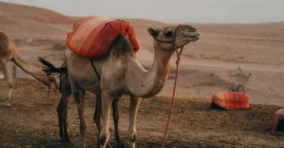 Camel in the UAE desert