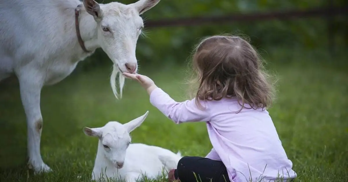 Children feeding goats at Mazaraa Farm